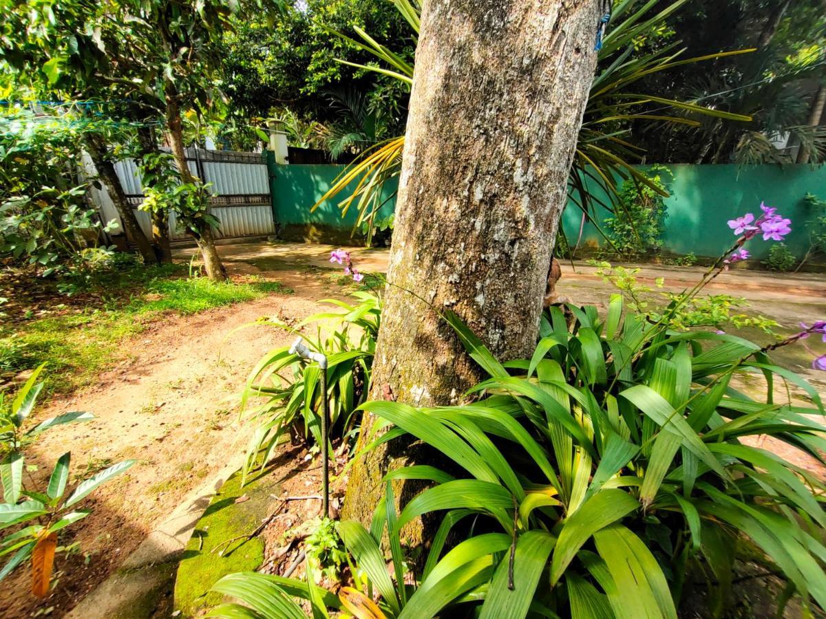 Hotel Ancient Tree Mirissa Exterior foto