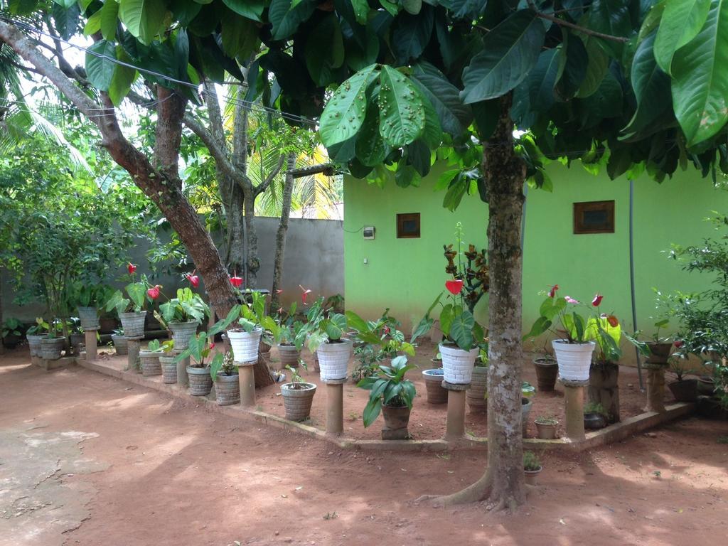 Hotel Ancient Tree Mirissa Exterior foto